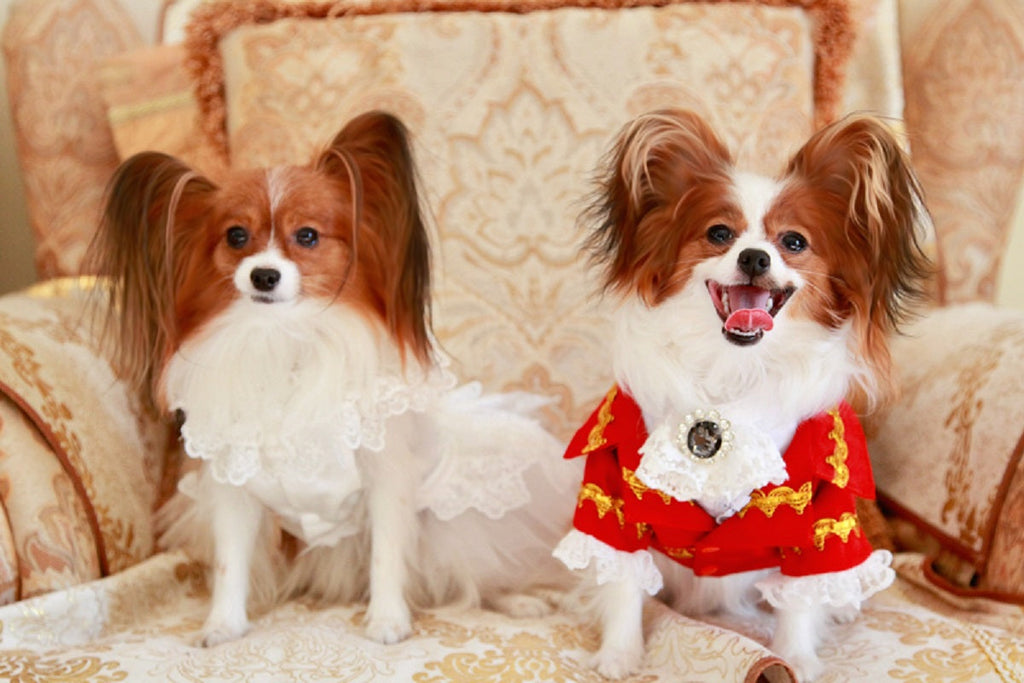 Luxury Tailcoat Shirt with Lace and Gold Detailing - Dog Cat - (XS-XXL) and Customizable - (Red) - (While Supplies Last)