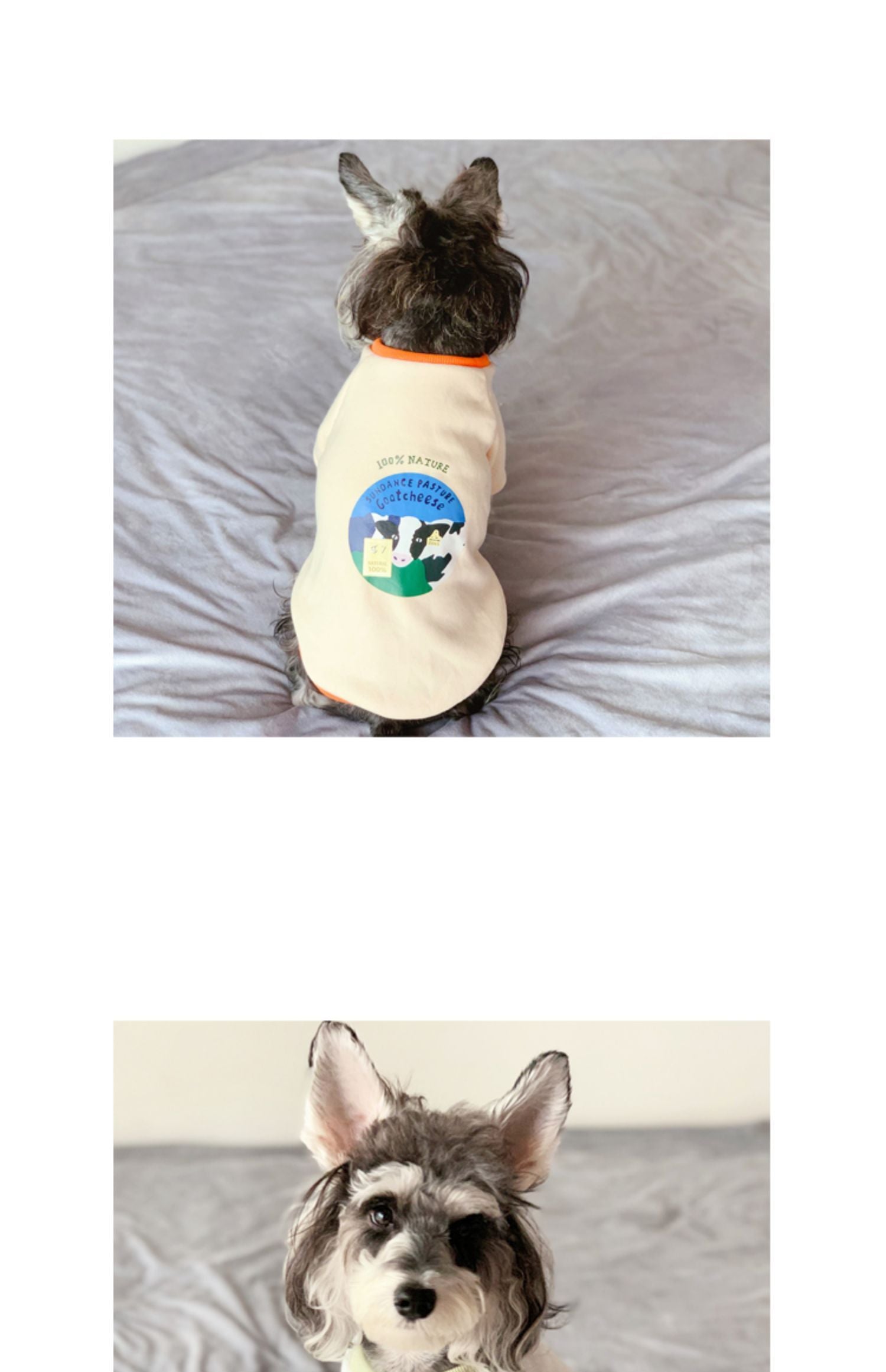 Cozy Casual Sweater - Dog Cat - (3 Color Options) - (XS-4XL)