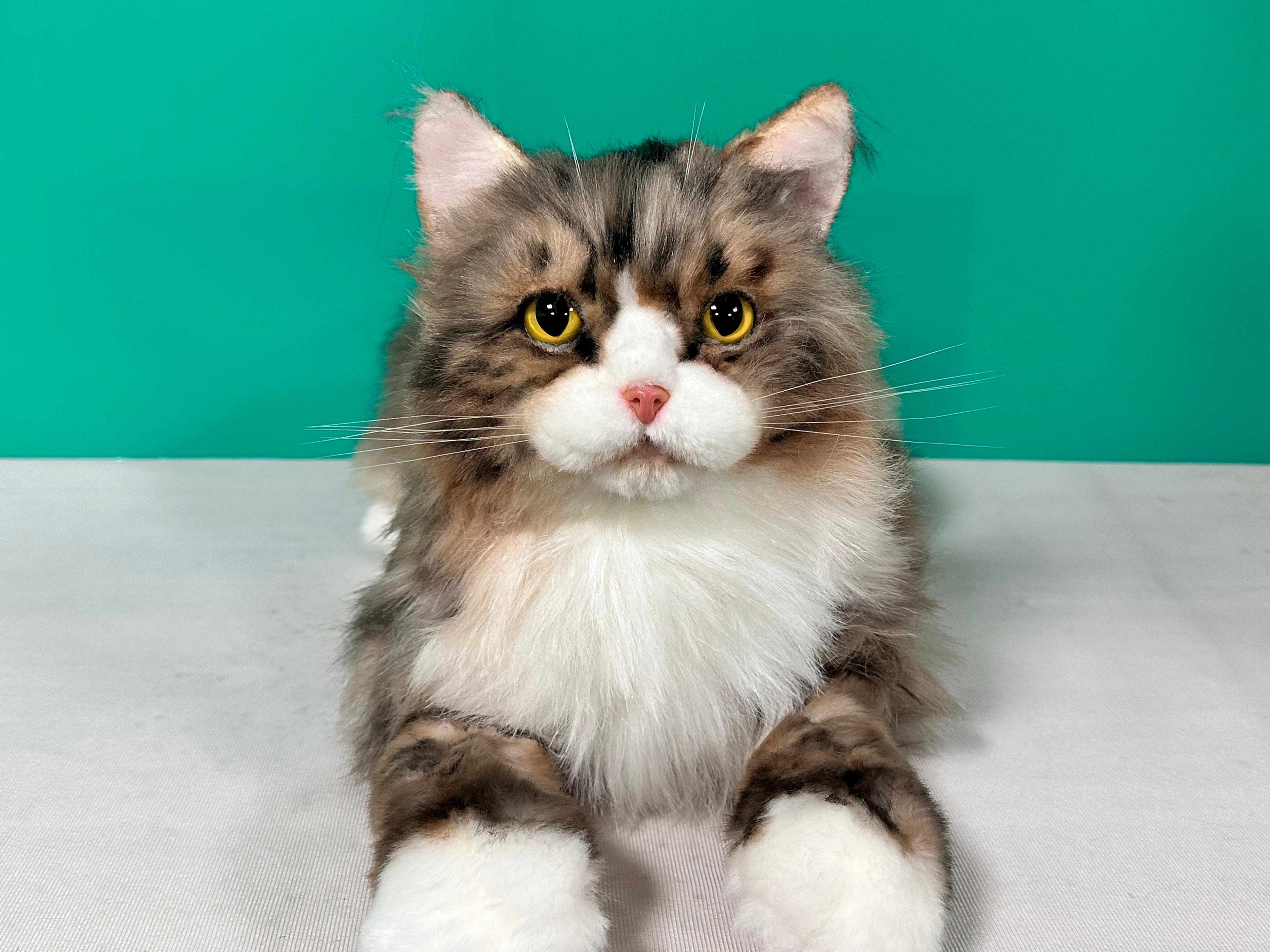 Realistic Plush Norwegian Forest Cat Companion - Child, Adult - (Weighted, Not Weighted)
