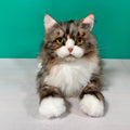 Realistic Plush Norwegian Forest Cat Companion - Child, Adult - (Weighted, Not Weighted)