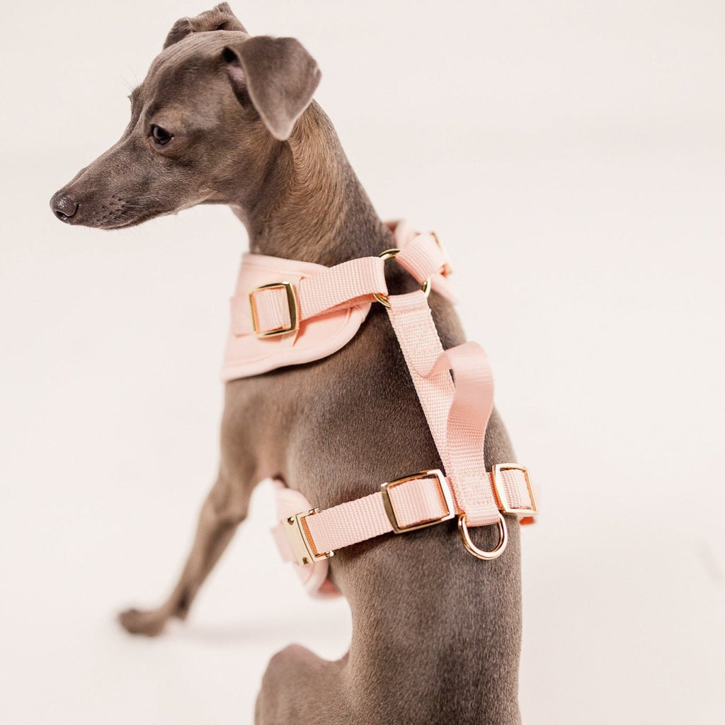 The Ultimate 3-Pc Walk Set - (Rose) - (XS-L) - Dog