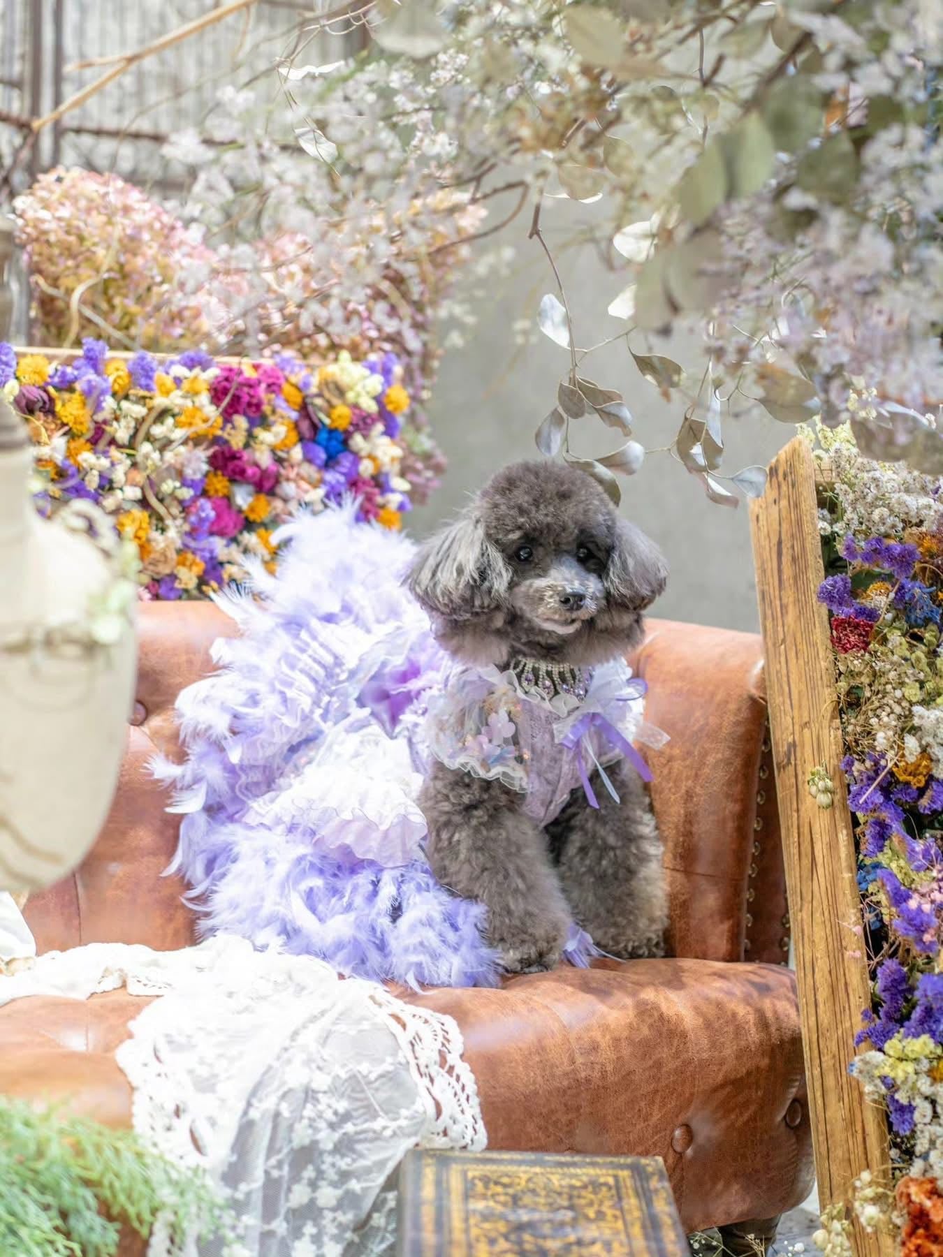 Feather Dream Princess Dress - Dog - (5 Color Options) (XS-XL) and Customizable - (While Supplies Last)