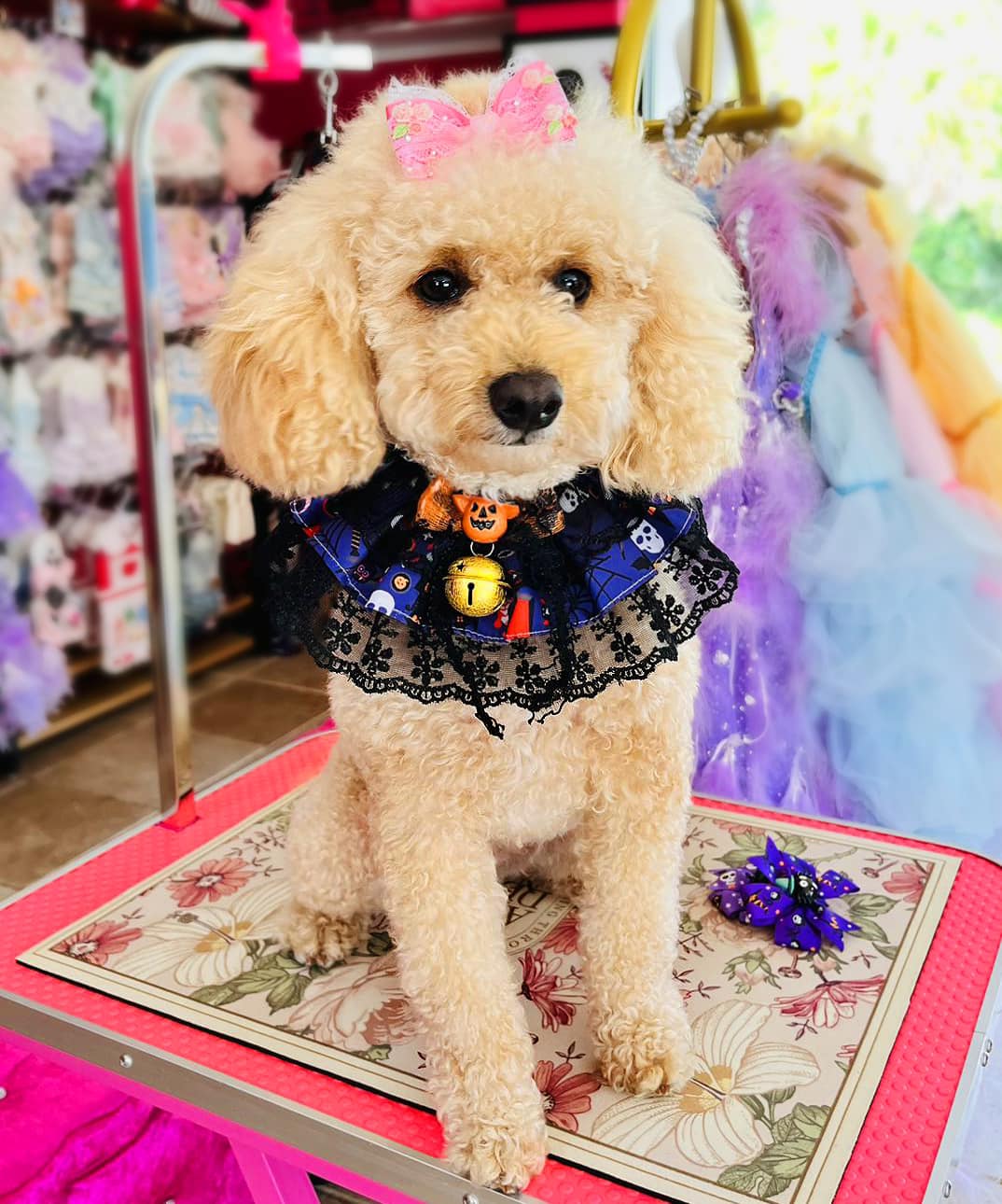 Halloween Ruffle Collar with a Bow, Lace & Bell - (Dog Cat (XS-L)  (While Supplies Last)