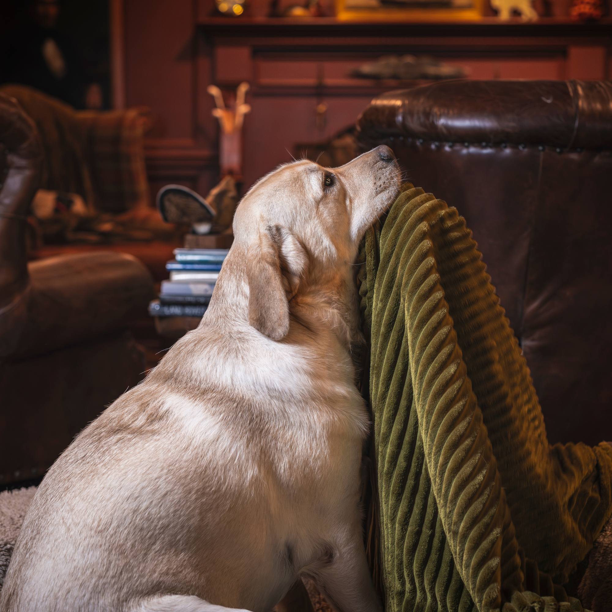 Pet Blanket -  Dog  - (30 in x 40 in) - (Double Sided) - (Plush) - (Scout Blankies) - (3 Color Options)