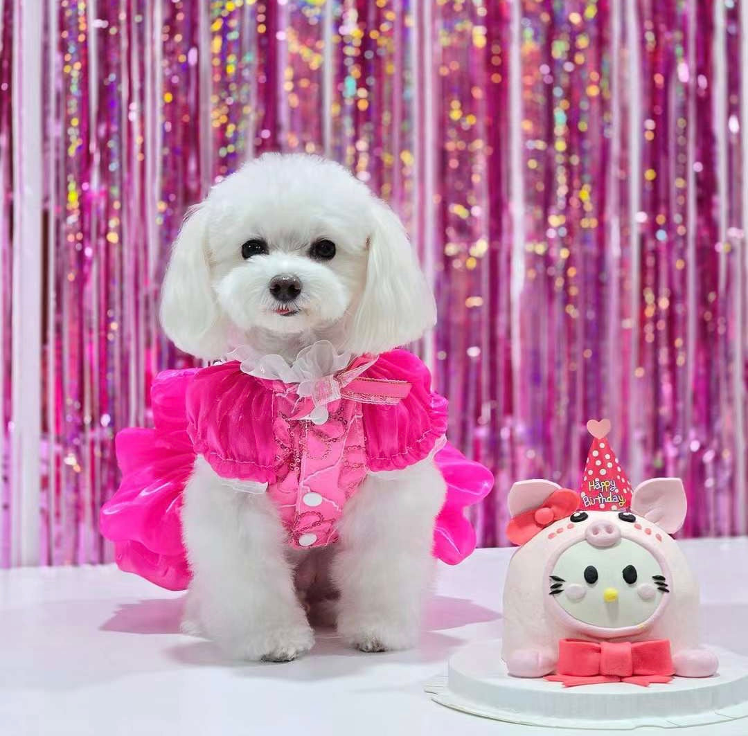 Elegant Lace Party Dress - Dog - (XS-XL) and Customizable - (Hot Pink) - (While Supplies Last)