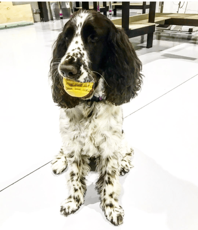 Industrial Ball Toy for Heavy Chewers - Dog  - (Yellow) -  (Rubber) - (SodaPup)