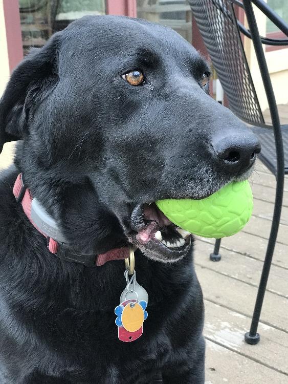 Dinosaur Egg Chew Toy & Treat Dispenser - Dog -  (Green) - (Eco-Friendly) - (SodaPup)
