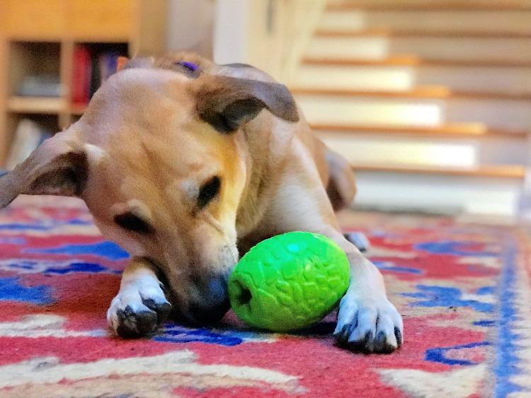 Dinosaur Egg Chew Toy & Treat Dispenser - Dog -  (Green) - (Eco-Friendly) - (SodaPup)