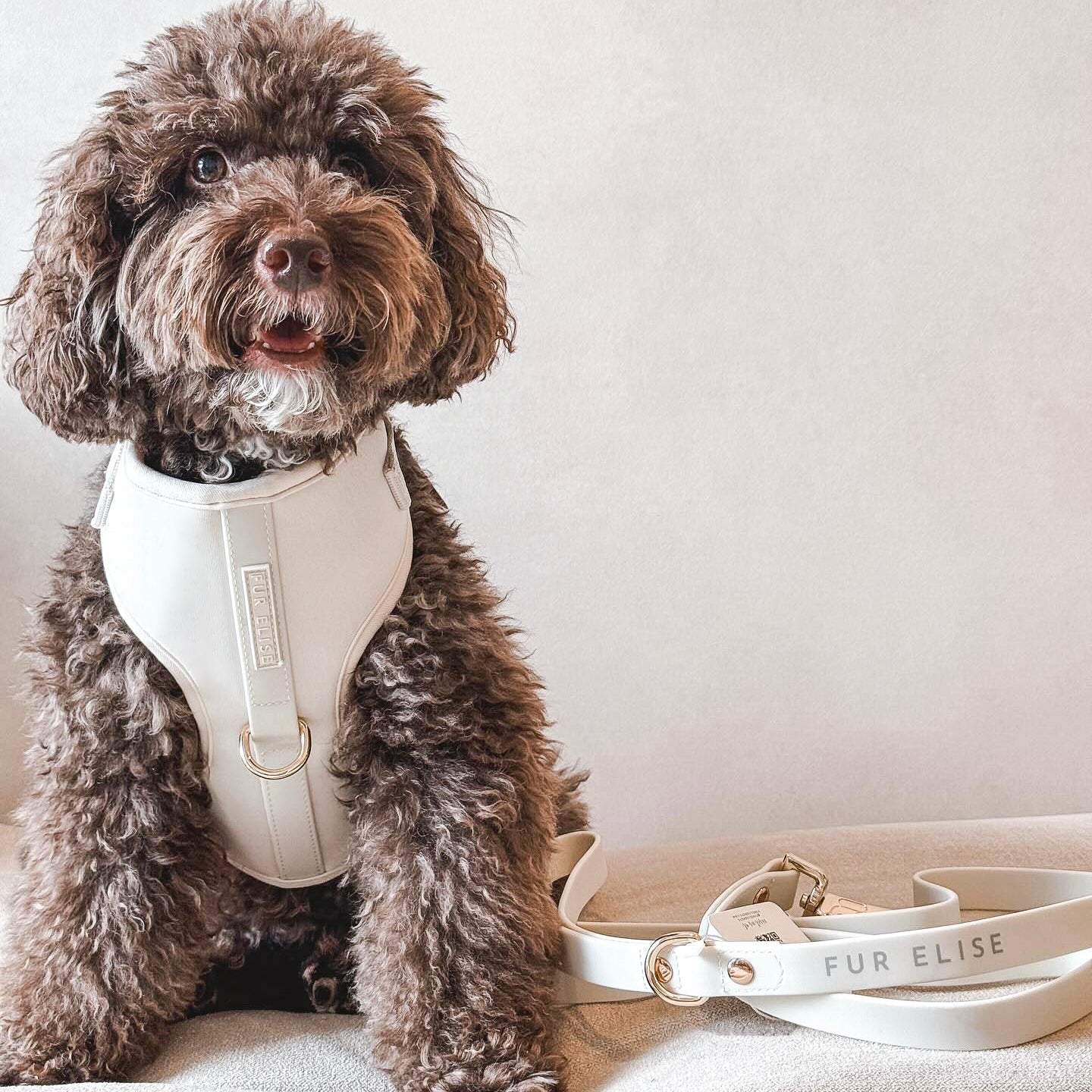 The Ultimate 3-Pc Walk Set - (Bone White) - (XS-L) - Dog