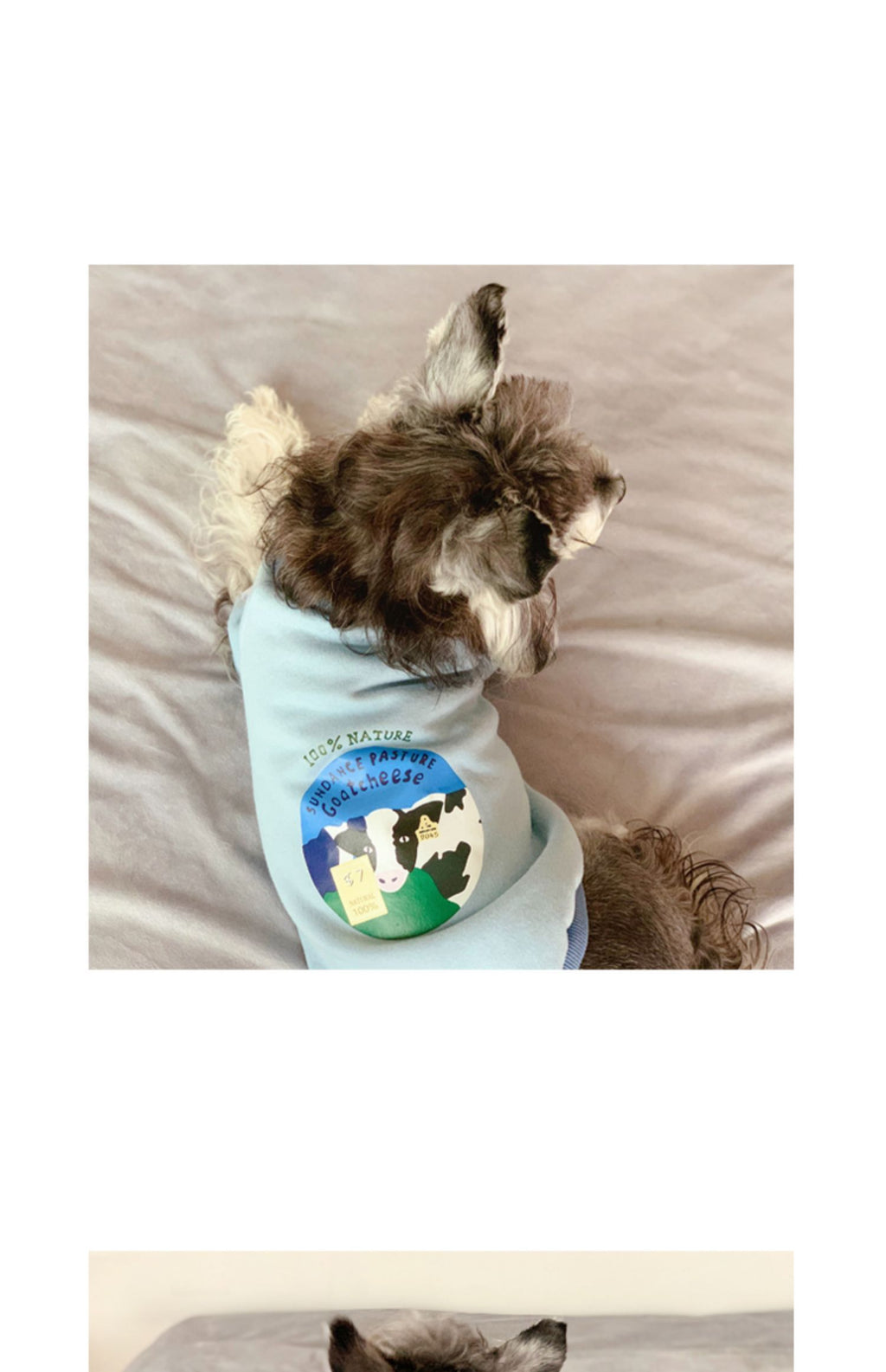Cozy Casual Sweater - Dog Cat - (3 Color Options) - (XS-4XL)