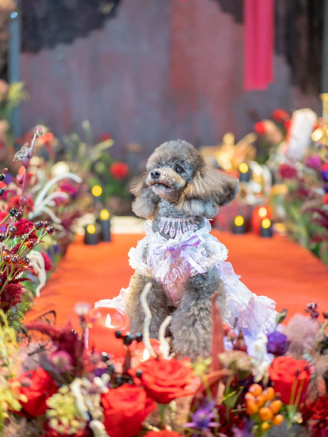 Feather Dream Princess Dress - Dog - (5 Color Options) (XS-XL) and Customizable - (While Supplies Last)
