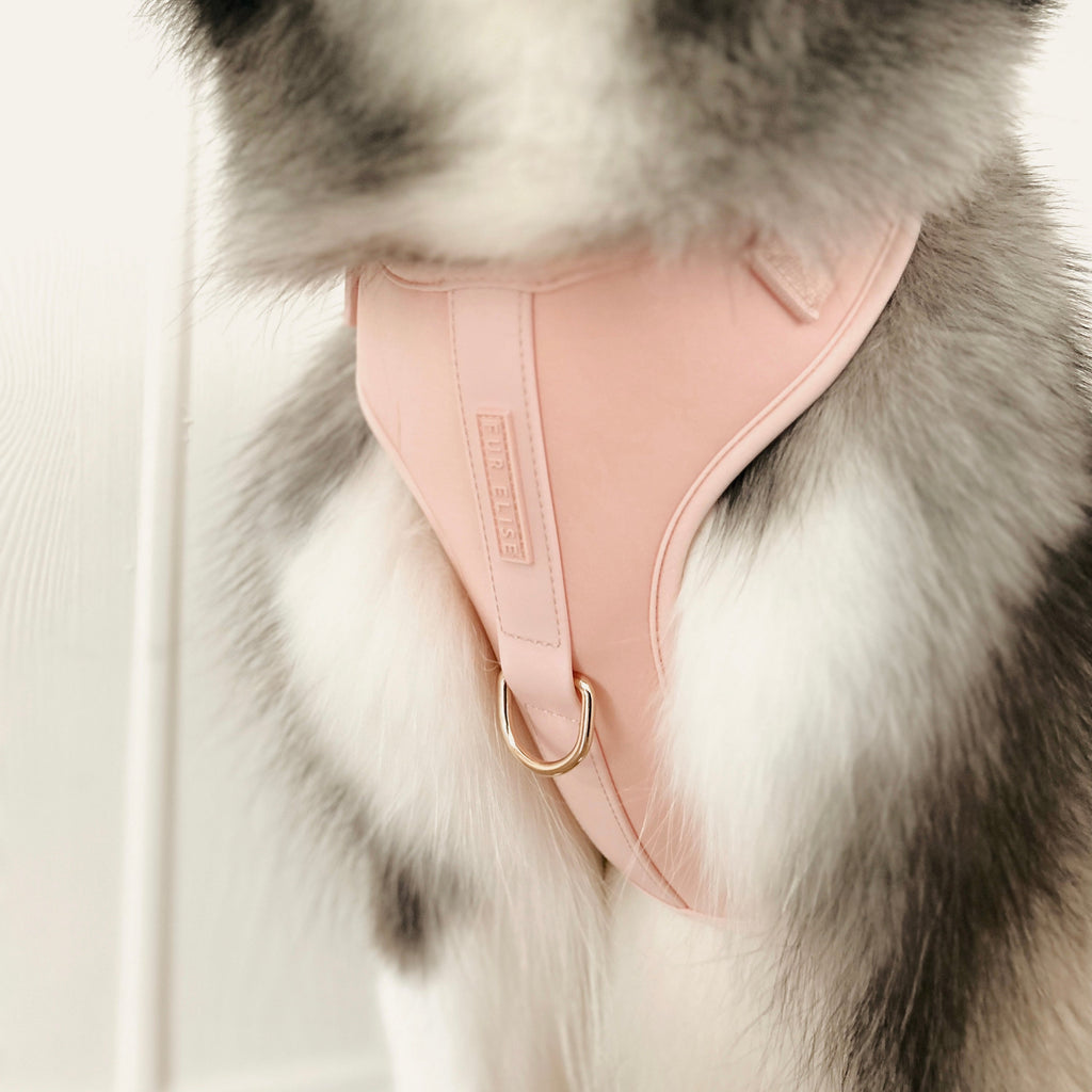 The Ultimate 3-Pc Walk Set - (Rose) - (XS-L) - Dog