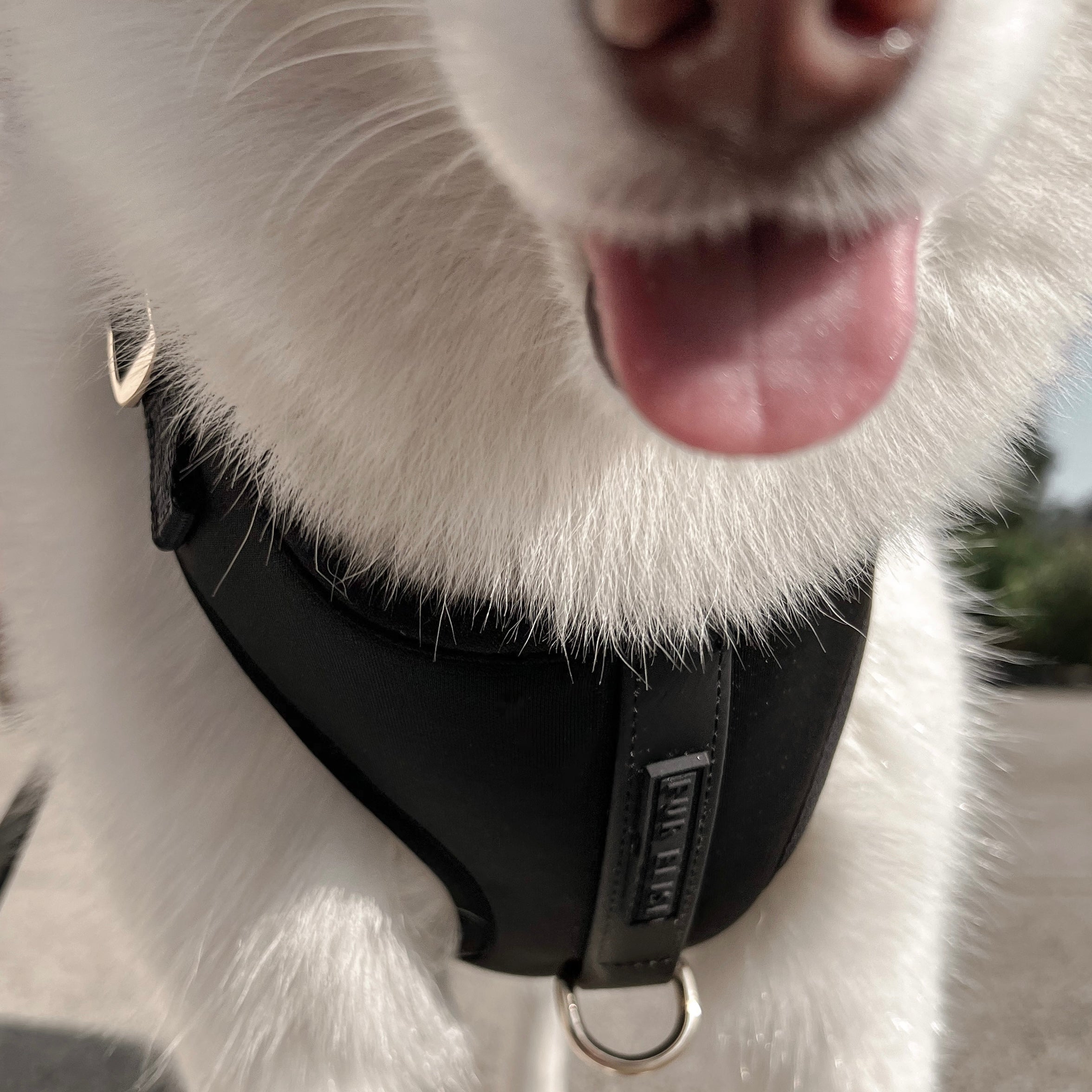 The Ultimate 3-Pc Walk Set - (Noir Black) (XS-L) - Dog