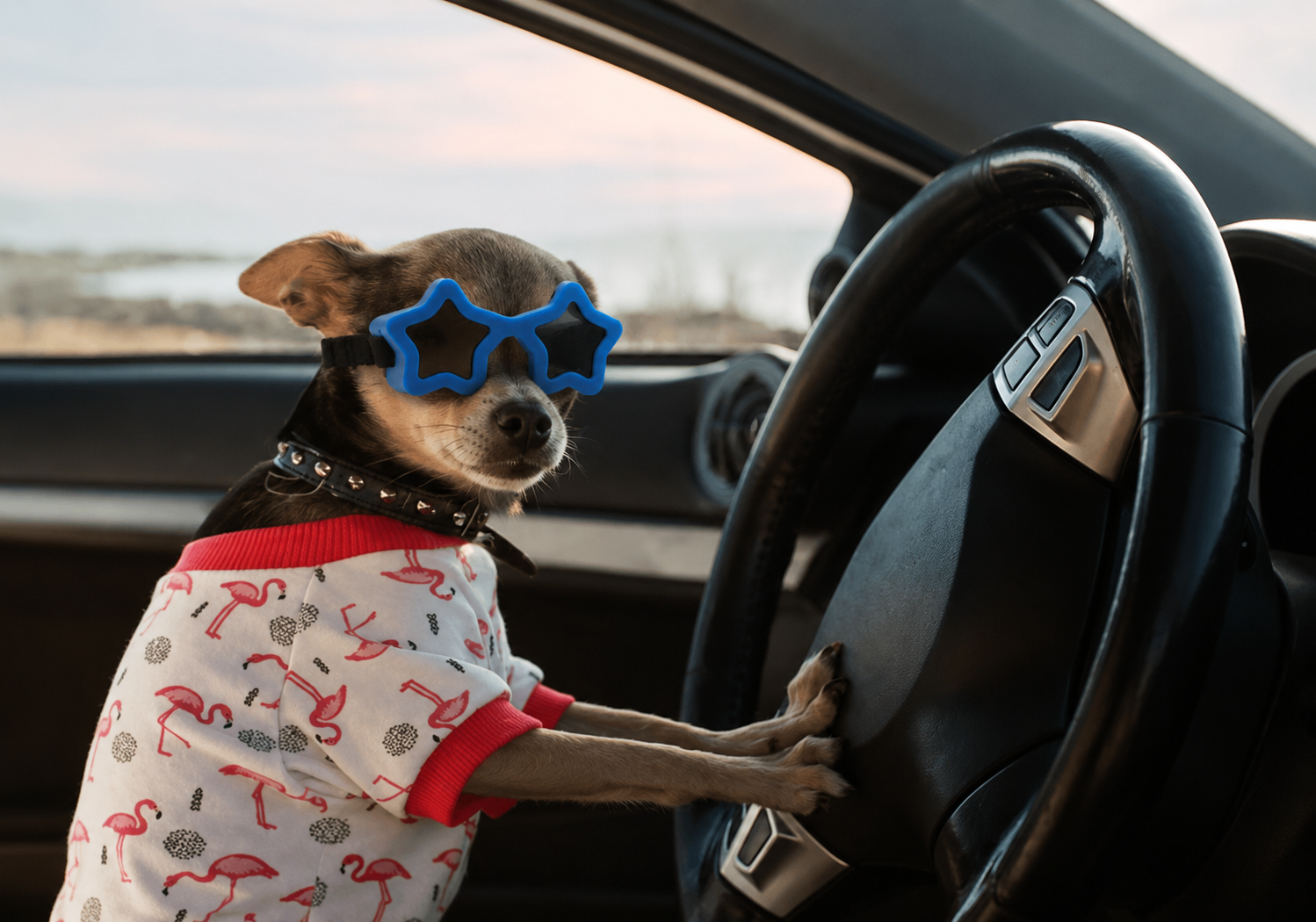 Star Shaped Adjustable Sunglasses with UV Protection - (3 Color Options) - Dog Cat (While Supplies Last)