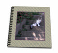 3D Rose Photo of Tabby Cat on Cement Steps - Drawing Books - (While Supplies Last)