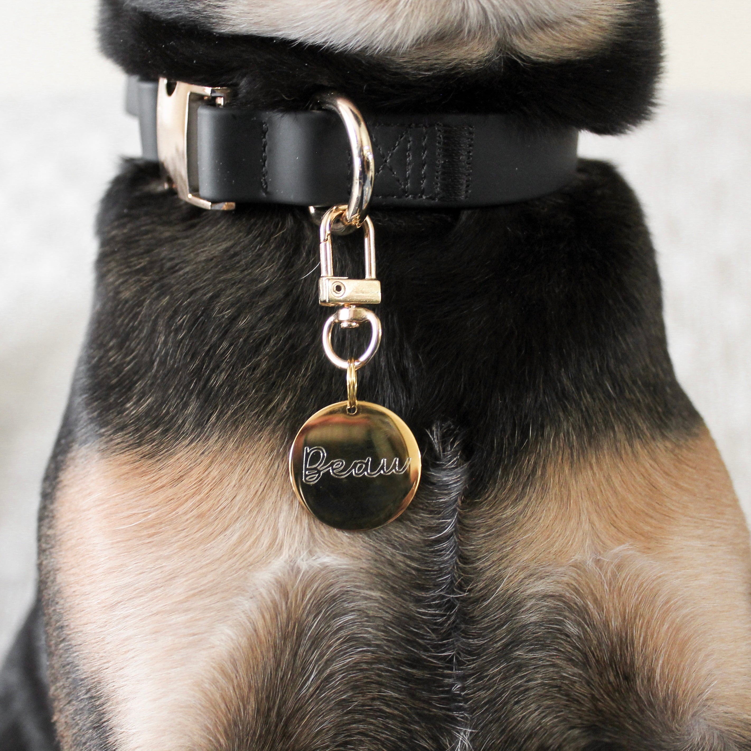 The Ultimate 3-Pc Walk Set - (Noir Black) (XS-L) - Dog