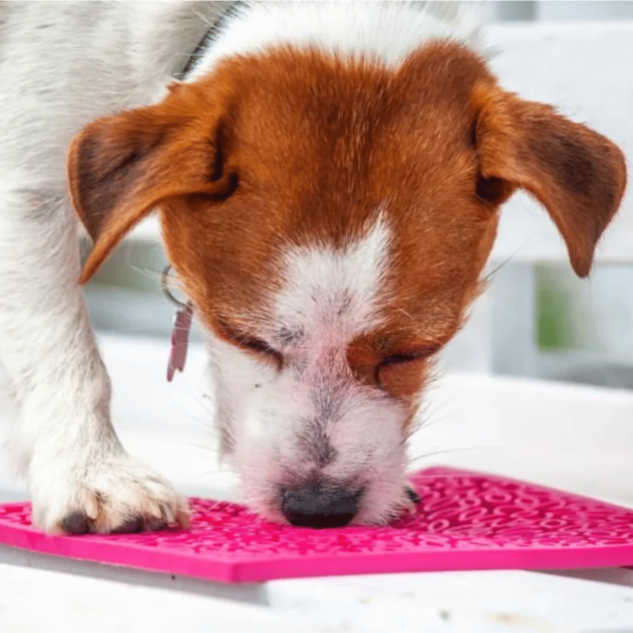 Enrichment Lick Mats - Cat -  (5 Colors/Patterns) - (While Supplies Last)