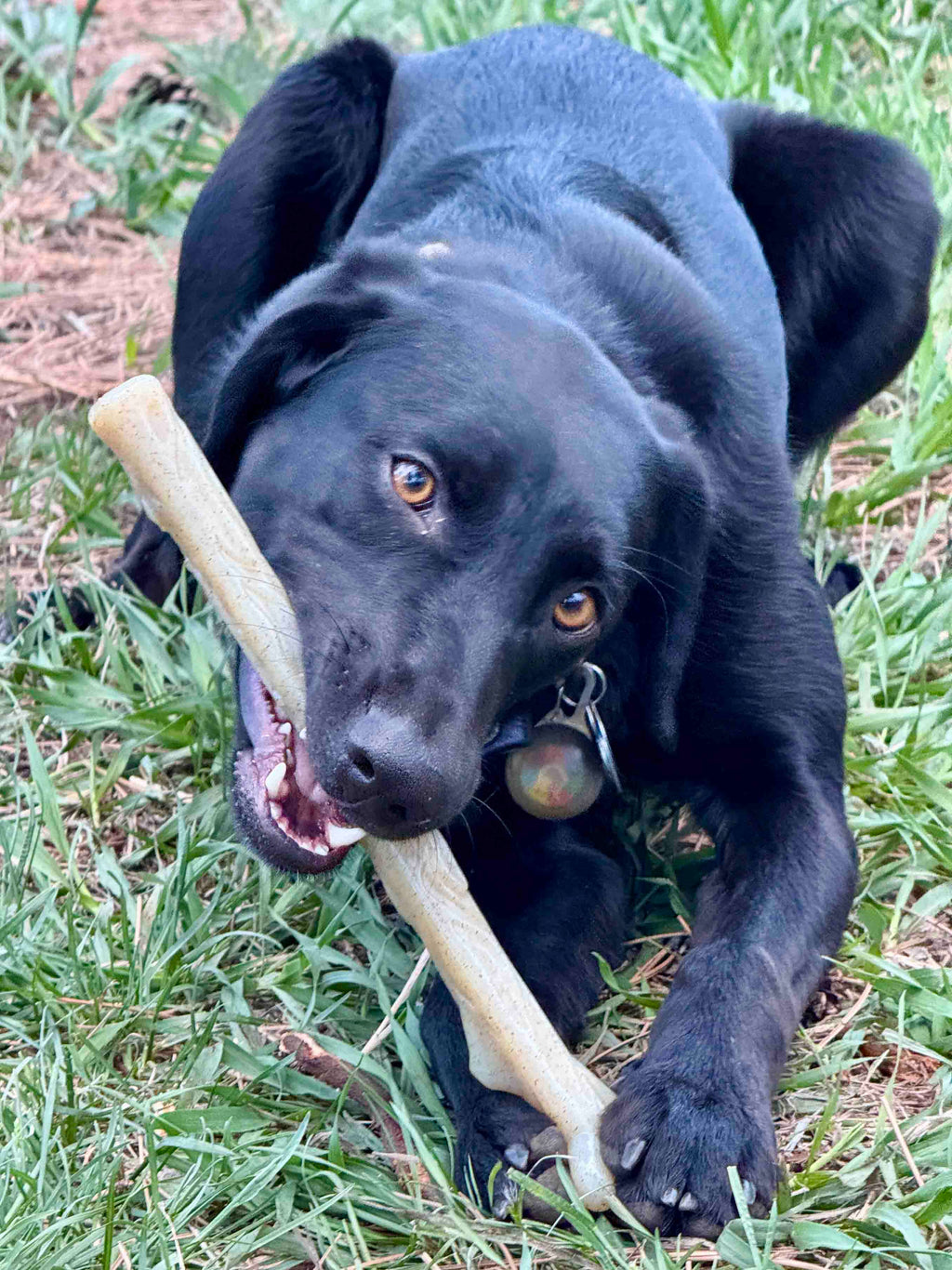 Nylon Chew Stick for Power Chewers - Dog - (Indestructible Dog Toy) - (SodaPup)