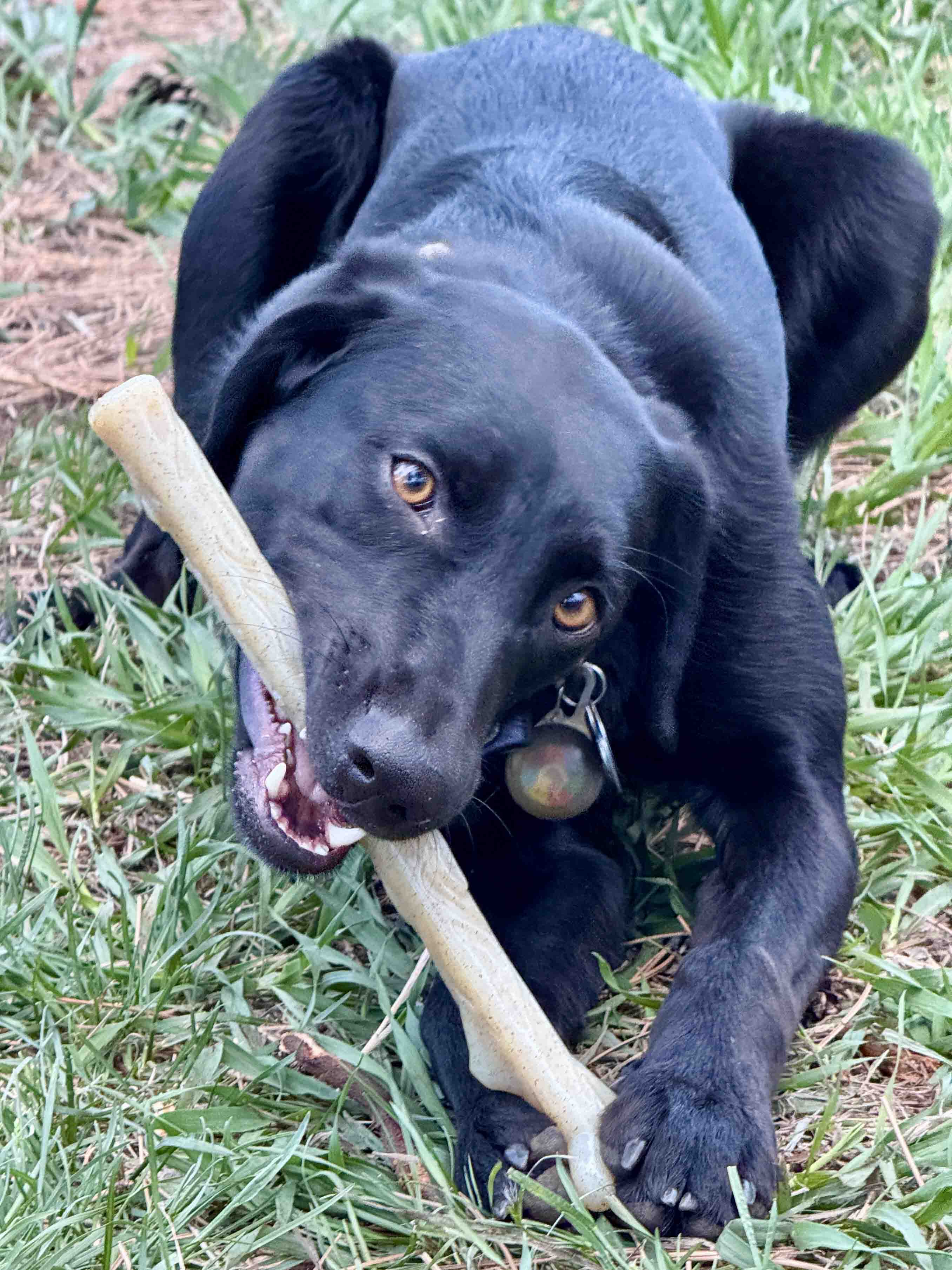 Nylon Chew Stick for Power Chewers - Dog - (Indestructible Dog Toy) - (SodaPup)