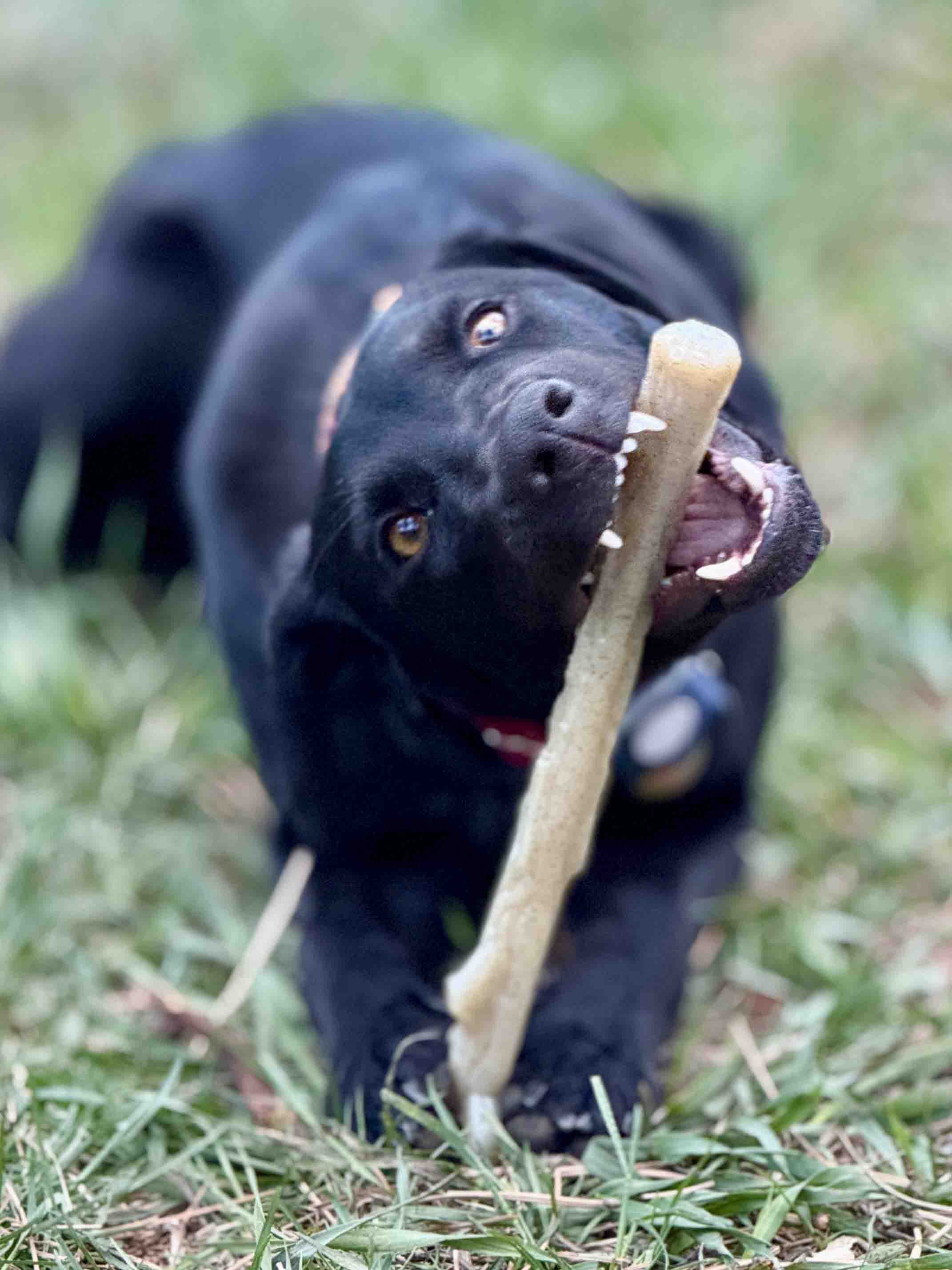 Nylon Chew Stick for Power Chewers - Dog - (Indestructible Dog Toy) - (SodaPup)