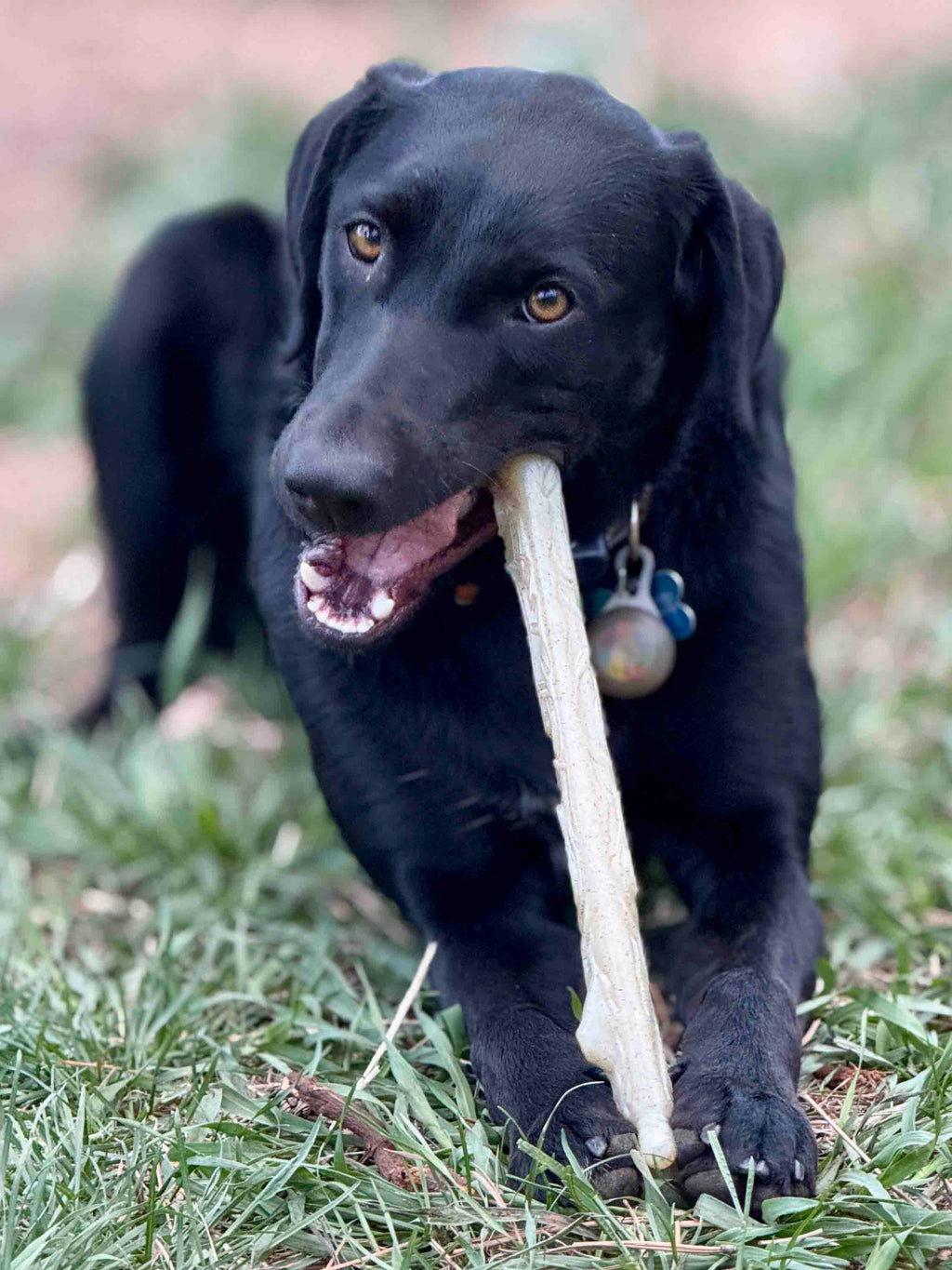 Nylon Chew Stick for Power Chewers - Dog - (Indestructible Dog Toy) - (SodaPup)