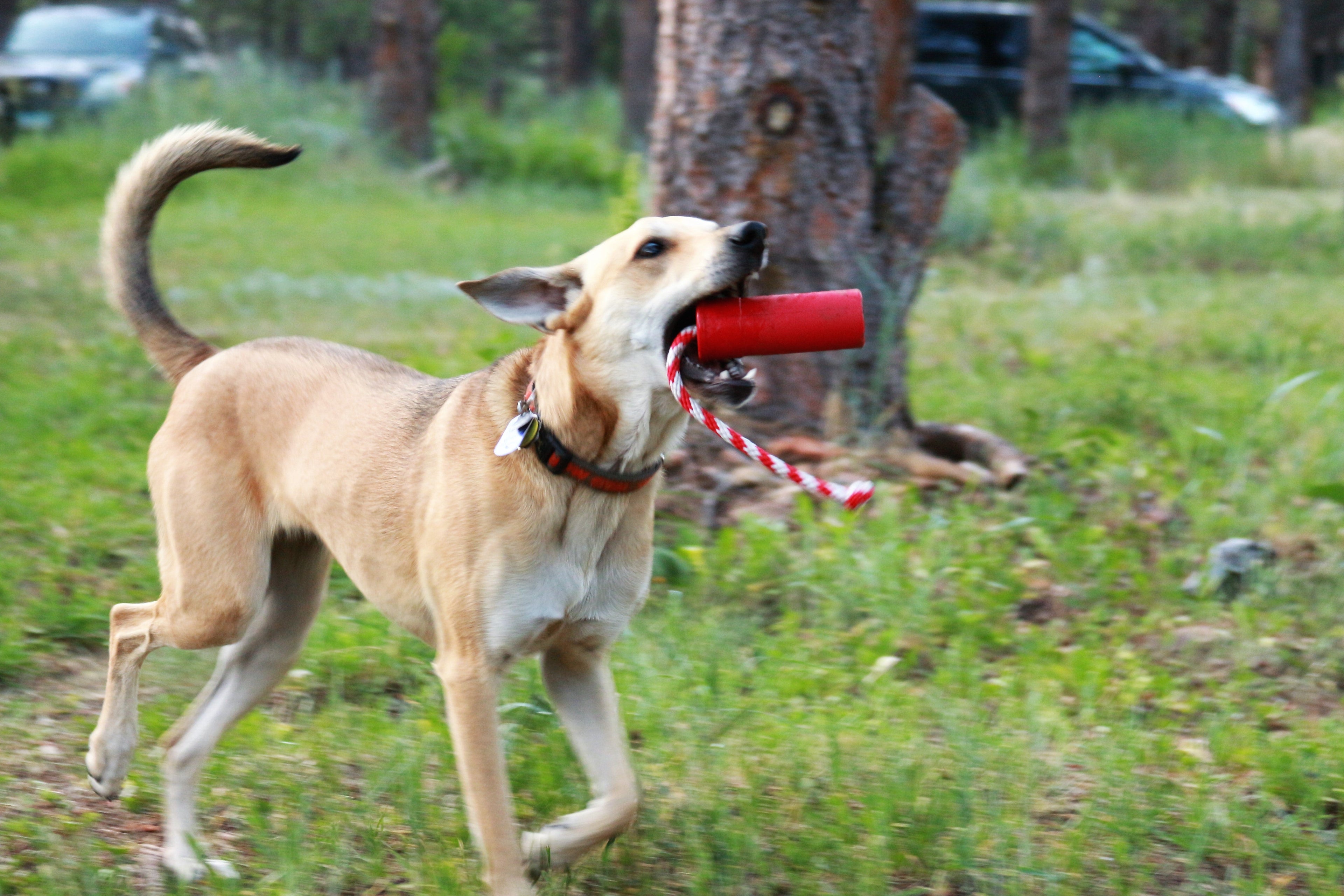 K9 Firecracker Floating Training Dummy Toy - Large Dog - (Reward Chew Toy) - (Rubber) - (Red) - (USA)