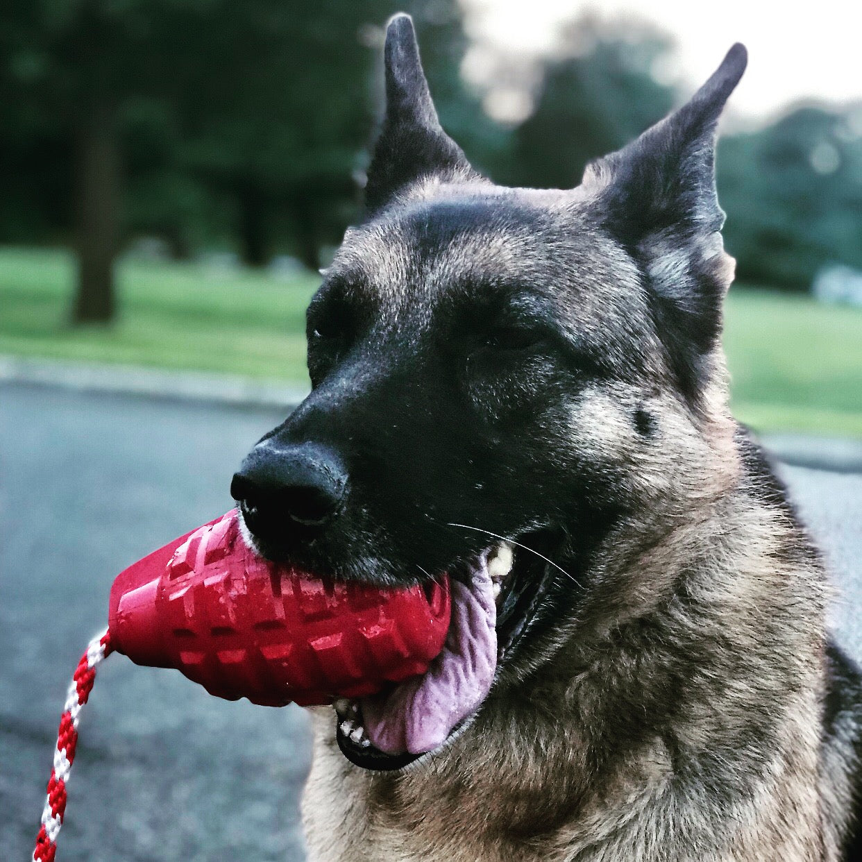 USA-K9 Grenade Shaped Rubber Tug Toy -  Dog -  (M, L) - (Treat Dispenser) - (Blue, Red) - (While Supplies Last)