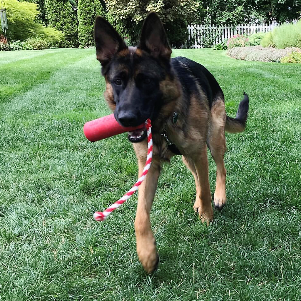 K9 Firecracker Floating Training Dummy Toy - Large Dog - (Reward Chew Toy) - (Rubber) - (Red) - (USA)