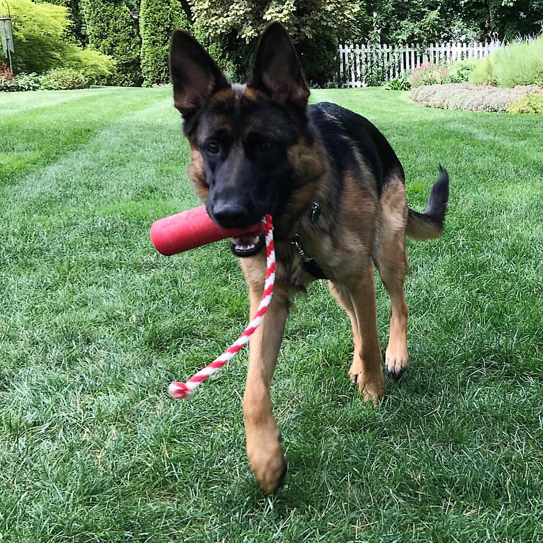 K9 Firecracker Floating Training Dummy Toy - Large Dog - (Reward Chew Toy) - (Rubber) - (Red) - (USA)