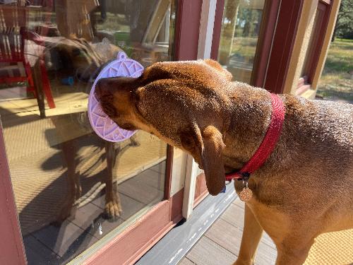 Anxious Dog: Try this Relief Enrichment Lick Mat (Lotus Design) (Pastels: Purple, Green, Pink, & Yellow)
