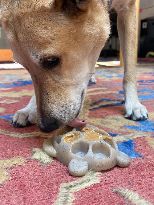 Turtle Nylon Chew Toy - Dog  - (Enrichment) - (Power Chewer) - (Brown) - (SodaPup)