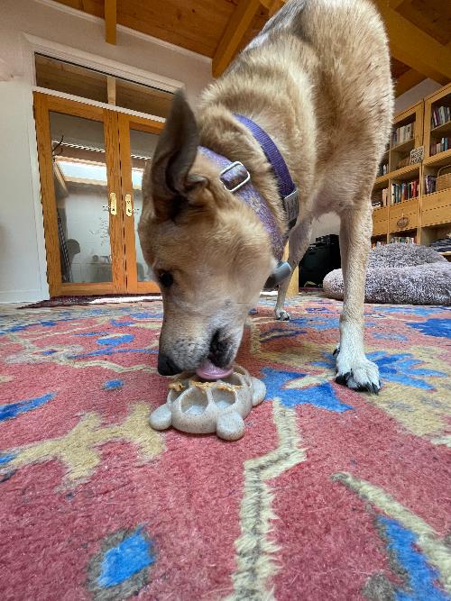 Turtle Nylon Chew Toy - Dog  - (Enrichment) - (Power Chewer) - (Brown) - (SodaPup)
