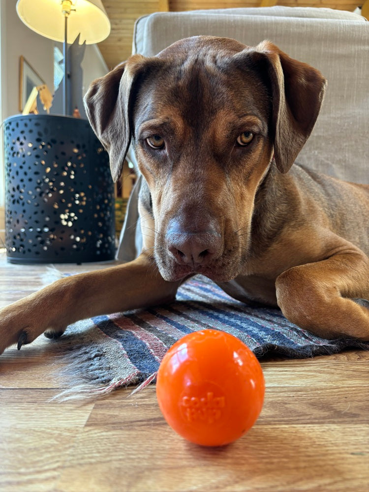 Squeak Ball Chew Toy - Dog  - (Floats) - (M,L) - (Rubber) - (5 Color Options) -  (SodaPup)