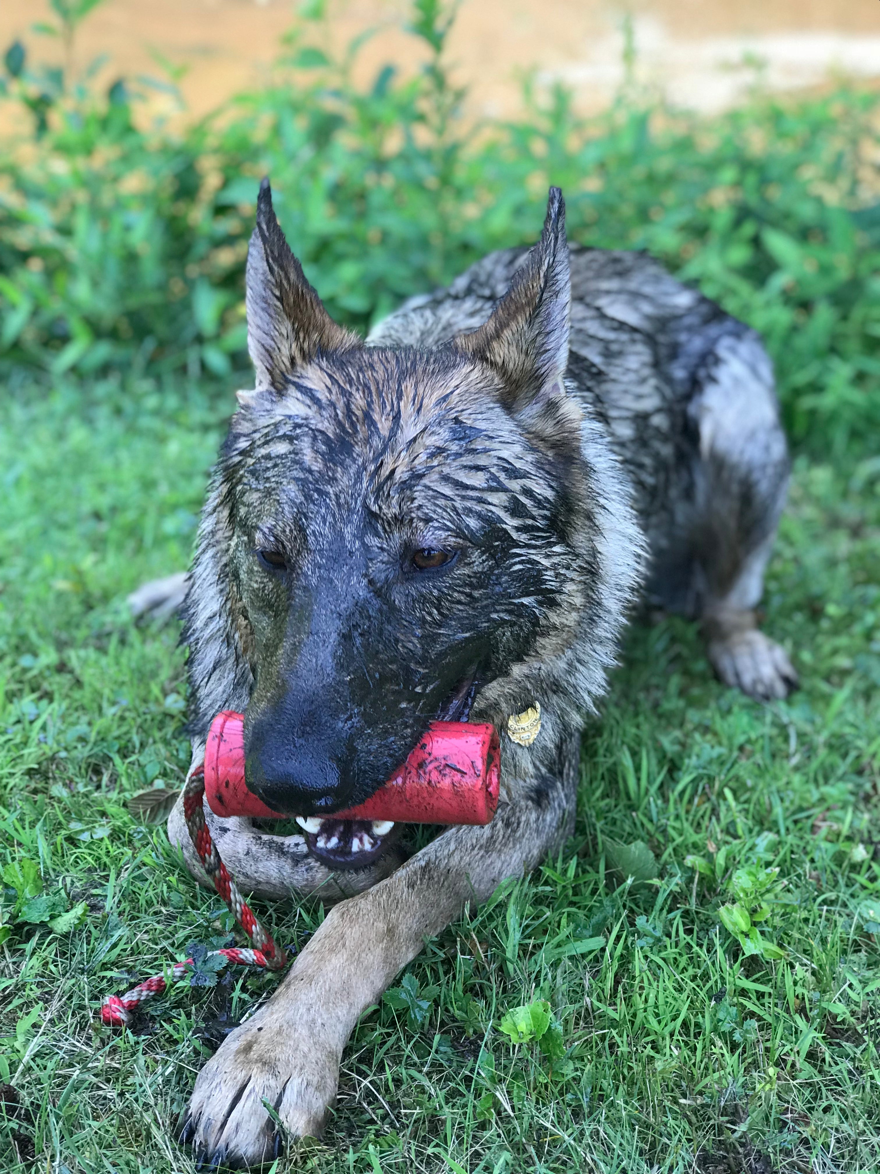K9 Firecracker Floating Training Dummy Toy - Large Dog - (Reward Chew Toy) - (Rubber) - (Red) - (USA)