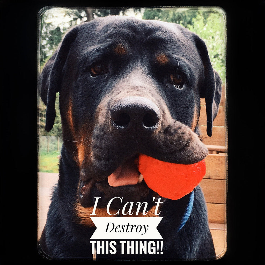 Fetch Toy Reinvented - Dog - (WUNDERball) - (5 Color Options) - (S-XL) - (While Supplies Last)