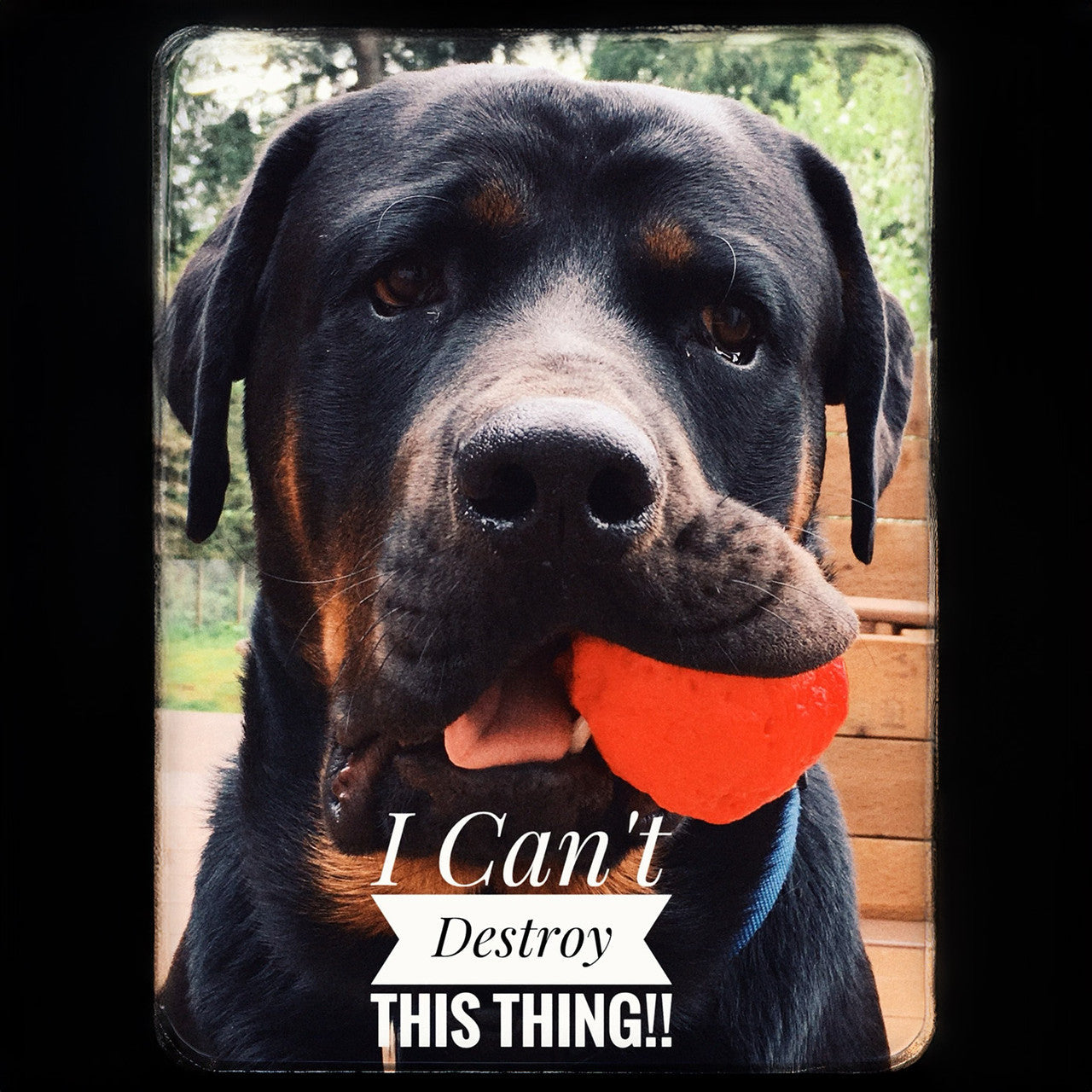 Fetch Toy Reinvented - Dog - (WUNDERball) - (5 Color Options) - (S-XL) - (While Supplies Last)