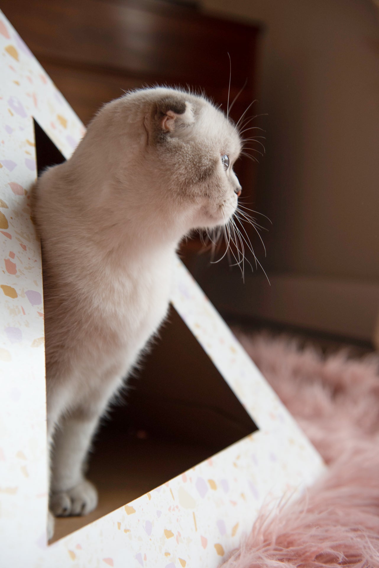 Cozy and Dark 'Terrazzo' Kardboard Pyramid - Cat