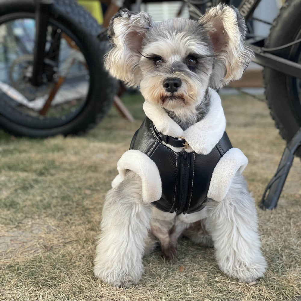 Biker Jacket - Dog - (XS-XXL) - (While Supplies Last)