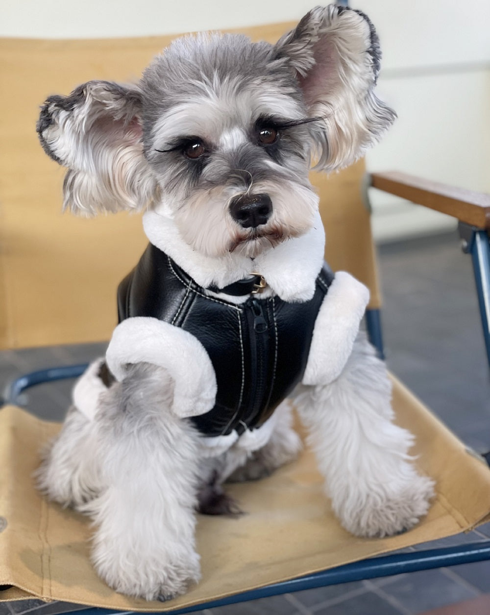 Biker Jacket - Dog - (XS-XXL) - (While Supplies Last)