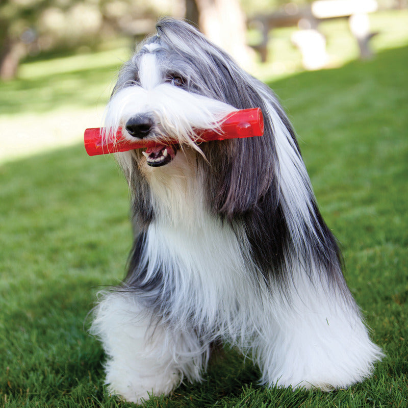 Squeezz Ring Toy - Dog -  (Kong) - (Squeaker) - (Gripping Texture) - (M-L) - (While Supplies Last)