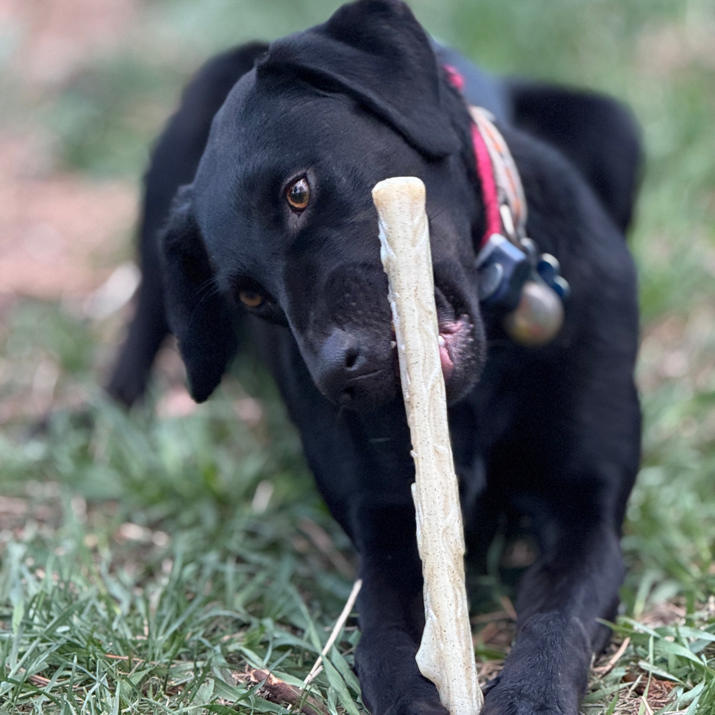 Nylon Chew Stick for Power Chewers - Dog - (Indestructible Dog Toy) - (SodaPup)