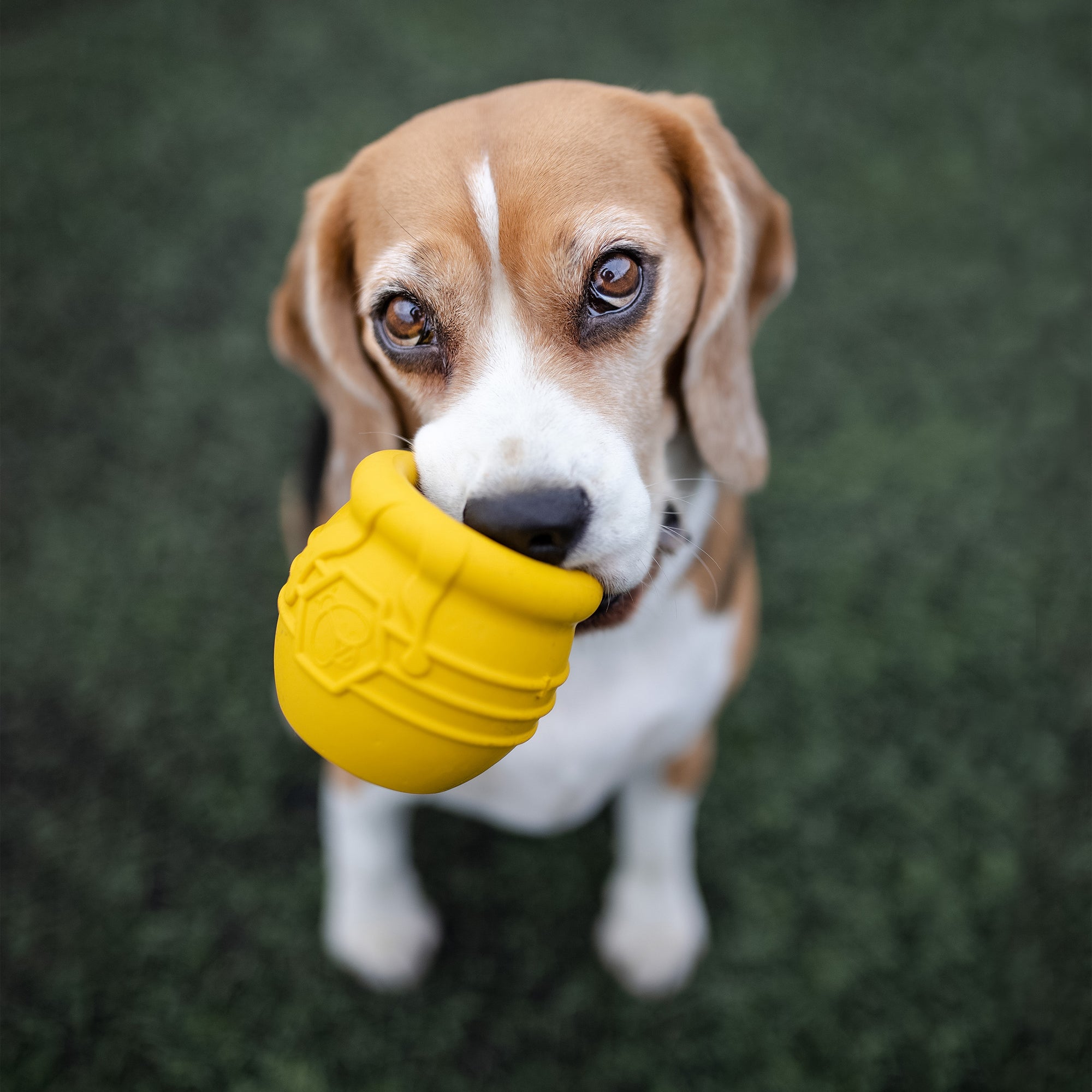 Honey Pot eCup Treat Dispenser Toy - Dog - (L-XL) - (5 Color Options)