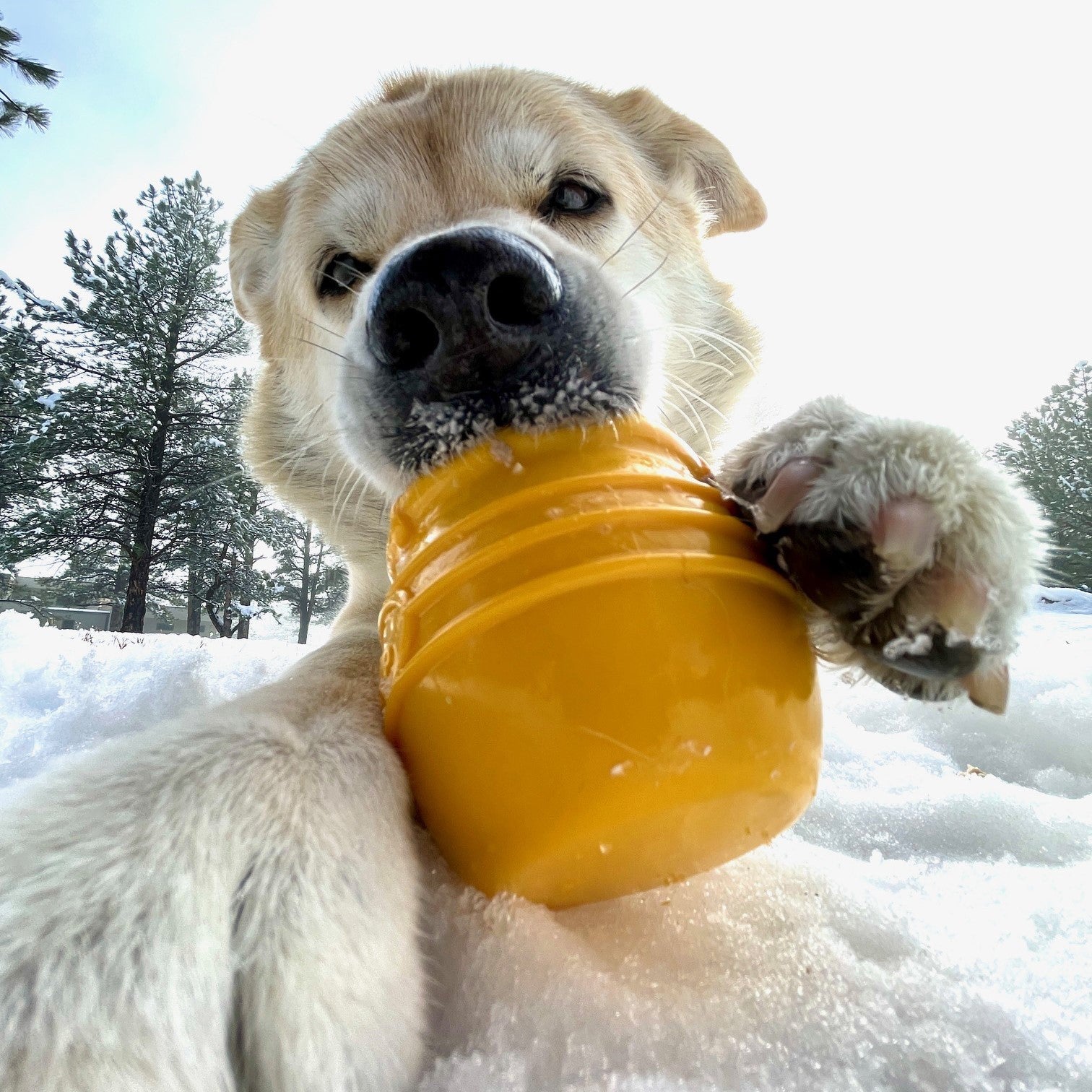 Honey Pot eCup Treat Dispenser Toy - Dog - (L-XL) - (5 Color Options)