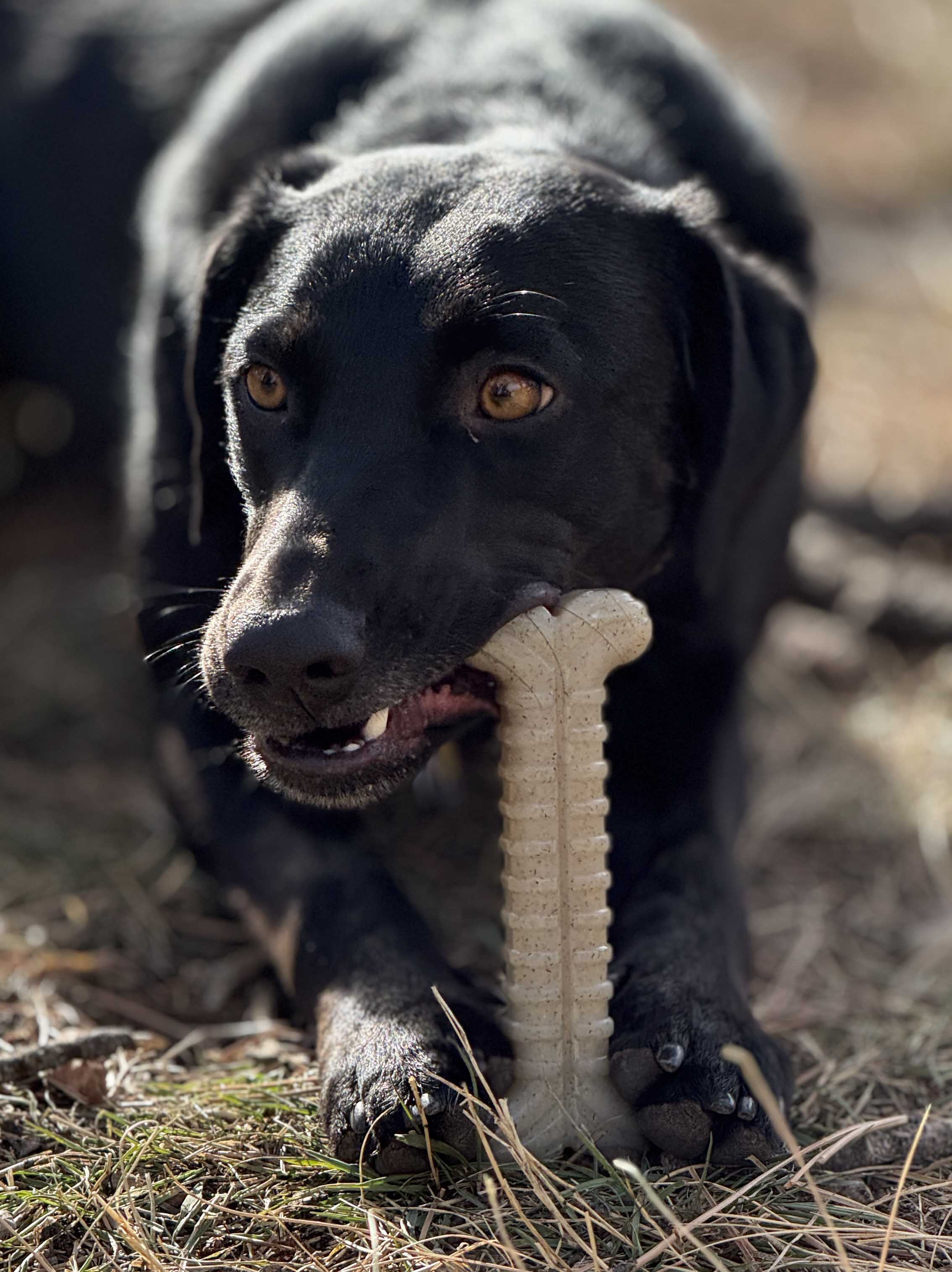 Nylon Chew Bone - Dog - (|Aggressive Chewers ) - (Tough Bone Brown) - (SodaPup)