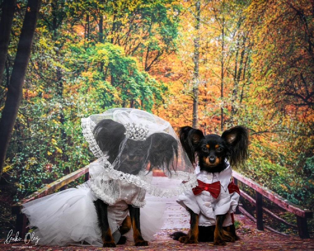 2-pc Set - Luxury Bridal Veil with Pearl Tiara Crown - Dog Cat - (S, L) - (White) - (While Supplies Last)