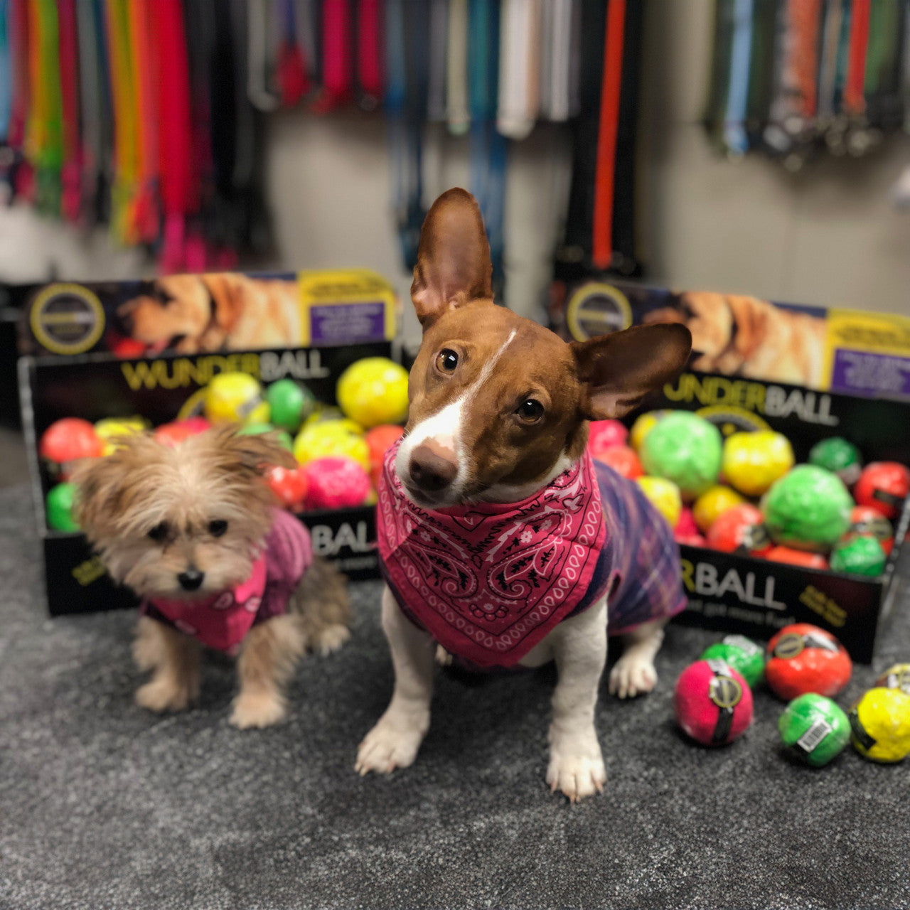 Fetch Toy Reinvented - Dog - (WUNDERball) - (5 Color Options) - (S-XL) - (While Supplies Last)