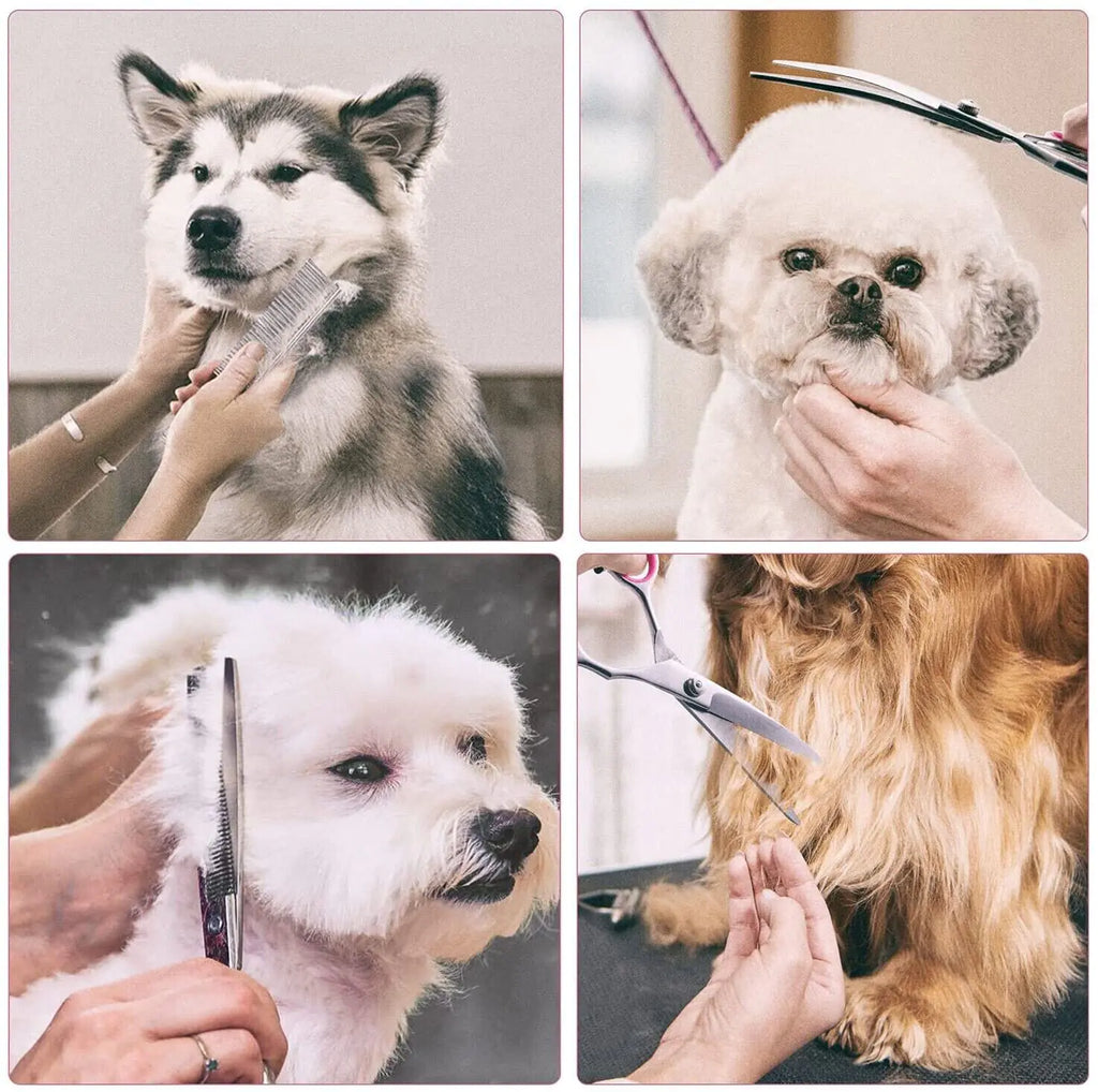 Grooming Scissors Kit -  Dog - (Stainless Straight) - (Curved Thinning Shears) - (While Supplies Last)