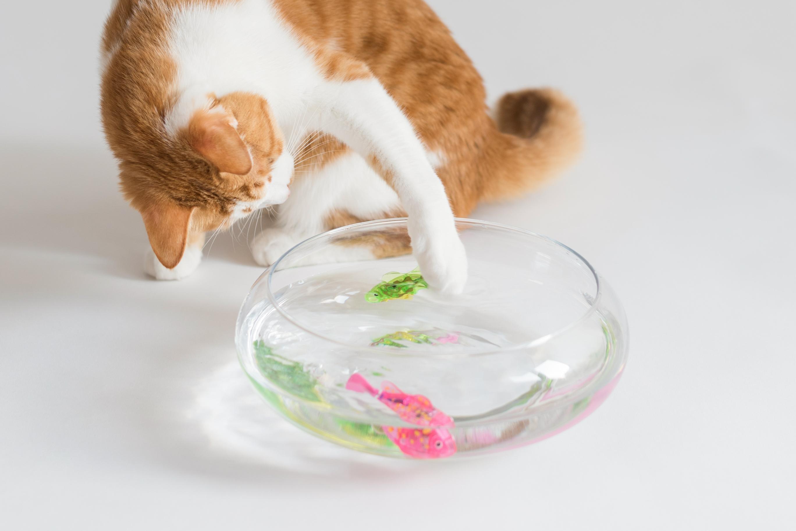 Interactive Electric Fish Toy - Cat - (4 Color Options) - (While Supplies Last)