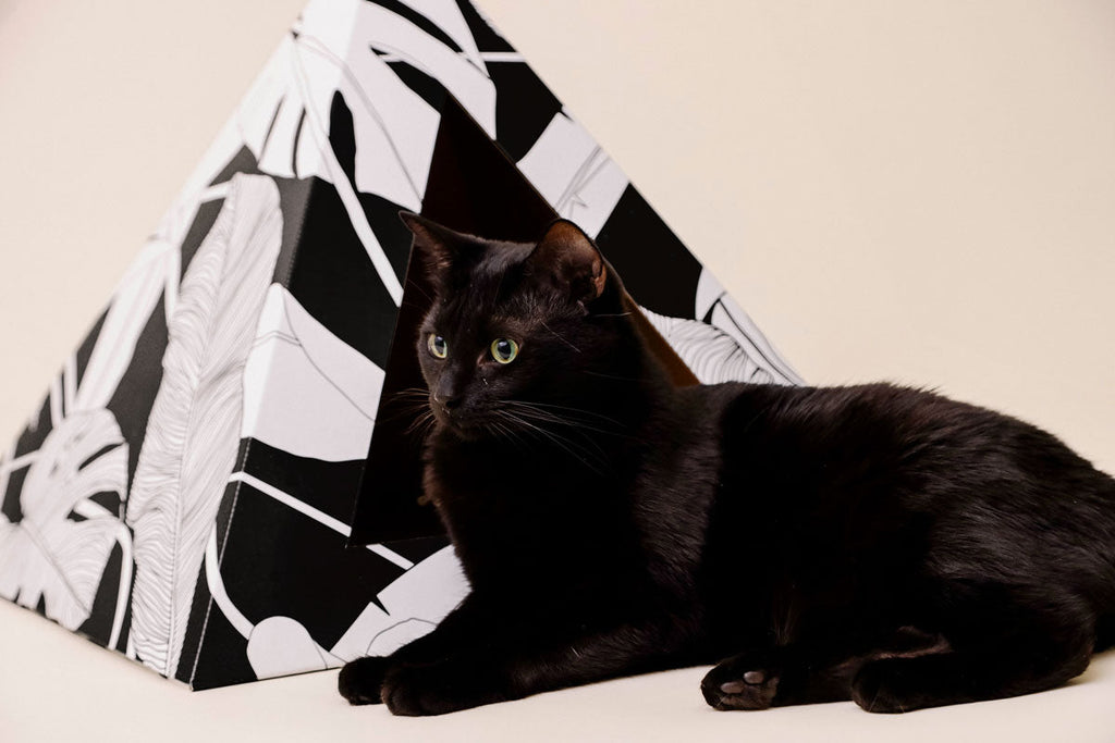 Cozy and 'Dark Paradise' Kardboard Pyramid - Cat