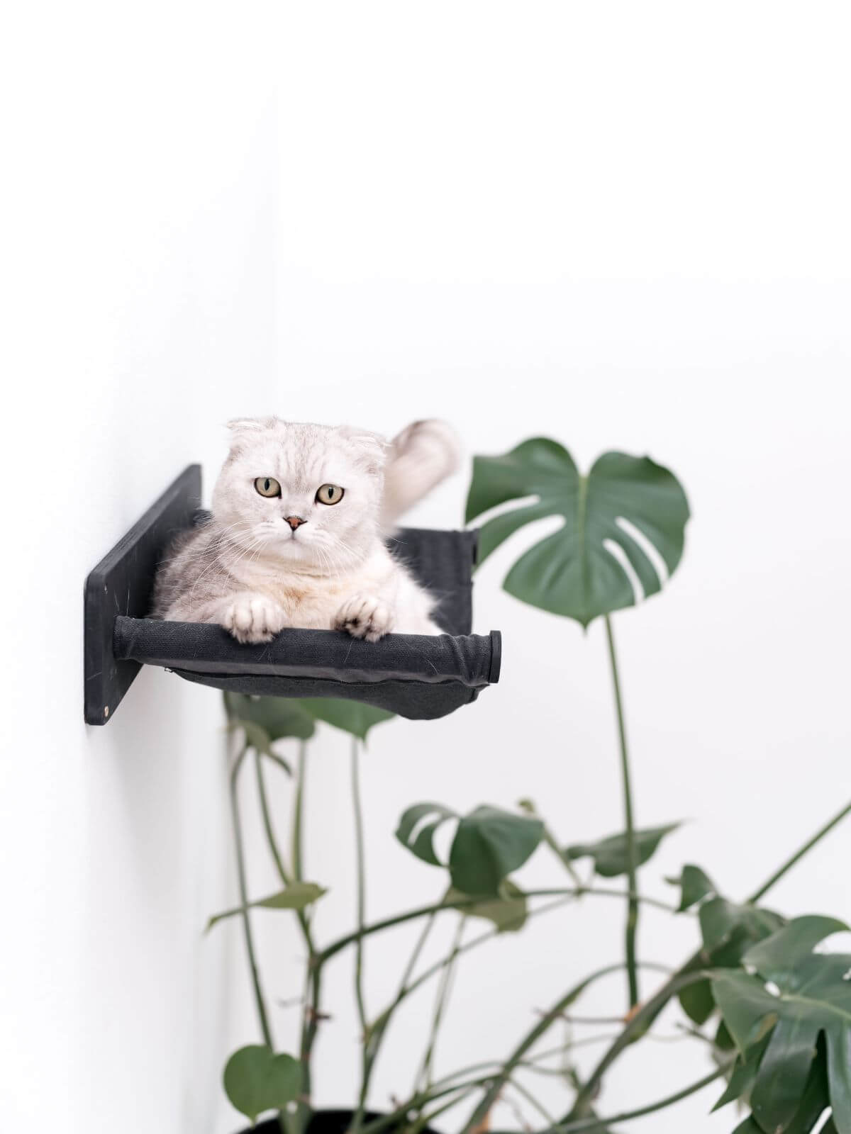 Wall Mounted Shelf Hammock - Cat